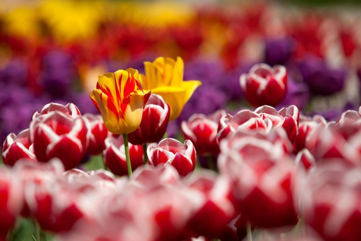 Vibrant tulips in red, purple, and yellow blossoming in spring garden.